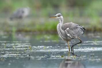 Grey heron (Ardea cinerea)