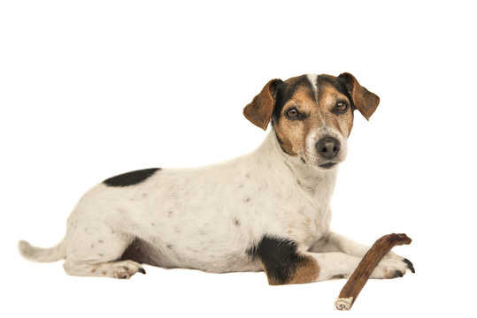 Jack Russell Terrier - Impulse Control - Isolated