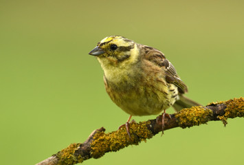 Yellowhammer (Emberiza citrinella)