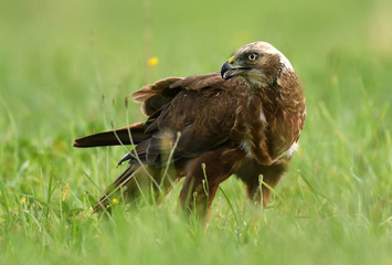 Marsh harrier (Circus aeruginosus) in spring scenery