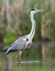 Grey heron (Ardea cinerea)