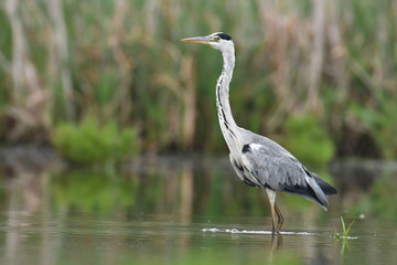 Grey heron (Ardea cinerea)