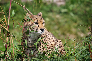 Guépard