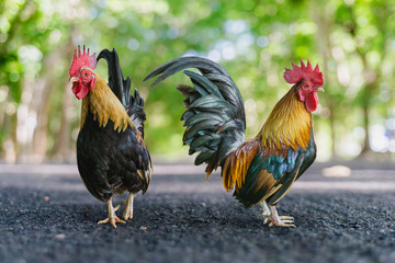 Lane Blacktop through autumn forest park and trees bokeh.
