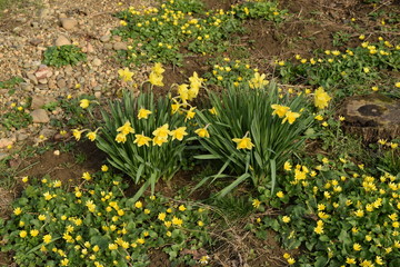 Narcissus flower with bee