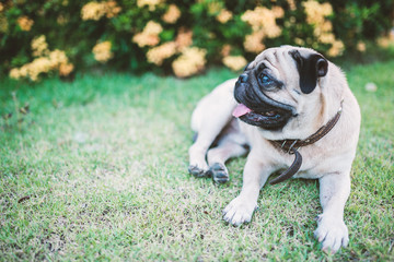 Cute animal Dog pug in nature .