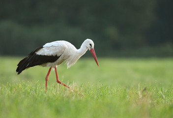 Fototapeta premium White stork
