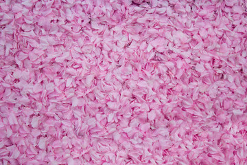 Fototapeta premium Sakura petals background
