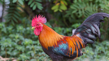 lose up portrait of bantam chicken, poultry