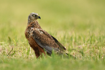 Marsh harrier (Circus aeruginosus) - male