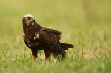 Marsh harrier (Circus aeruginosus) - female