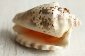 sea shell on wooden background.Monochrome