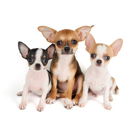 Three puppies of Chihuahua