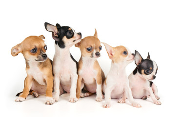 Five puppies of Chihuahua