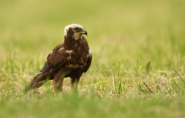 Marsh harrier (Circus aeruginosus) - female