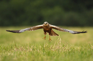 Marsh harrier (Circus aeruginosus) in spring scenery