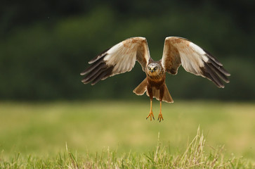 Marsh harrier (Circus aeruginosus) in spring scenery