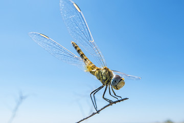 Libellula