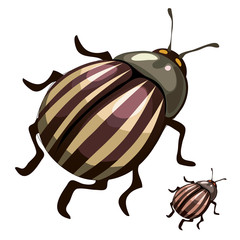 Striped colorado potato beetles, pests of plants