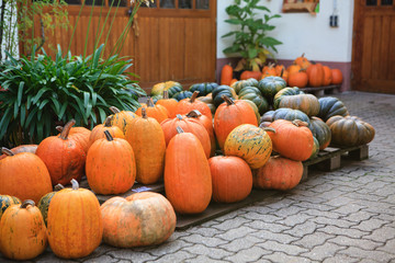 Pumpkins on seasonal market in Germany  