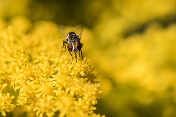 fly on a yellow flower