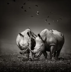 Photo sur Plexiglas Best-sellers Animaux Deux rhinocéros avec des oiseaux en BW