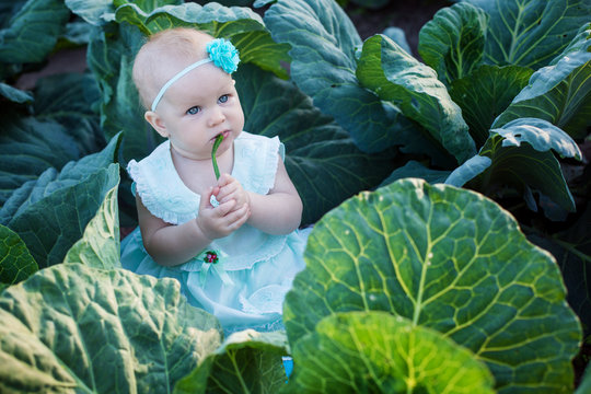baby sits in cabbage