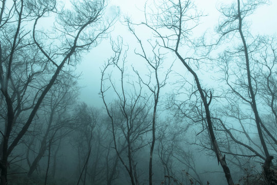 Fototapeta Dark forest