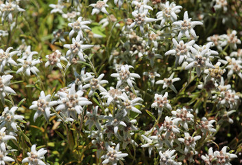 many edelweiss flowers on the meadow