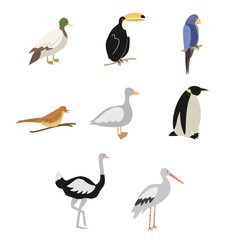 Naklejka premium Cartoon birds vector set
