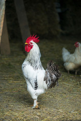 White rooster on traditional free range poultry farm