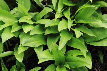 wild garlic plant