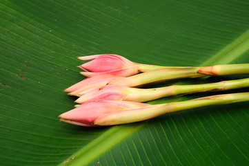 Ginger flower or etlingera elatior with banana leaves background. Also known as torch ginger or...