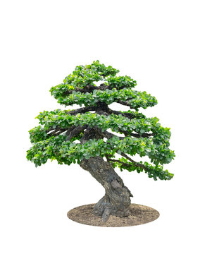 Bonsai tree elegant, isolated on white background