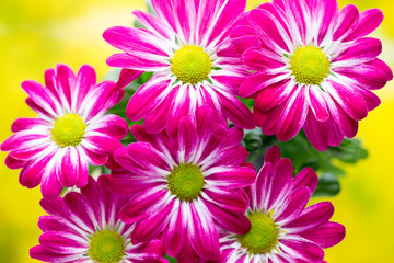Pink chrysanthemum  on yellow backgrounds.