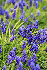 blue grape hyacinth
