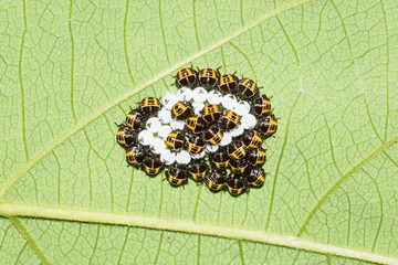 This is a photo of some stinkbug larvae, was taken in XiaMen botanical garden, China.
