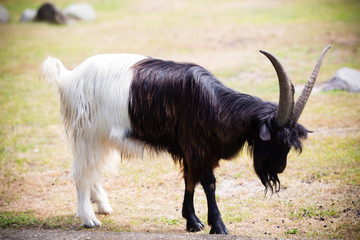 Fototapeta premium Billy goat on the wild national park.