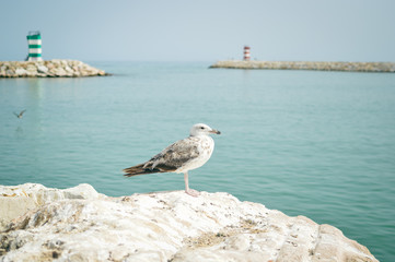 Seagull on rocks, sea ocean coast background