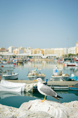 Fototapeta na wymiar Seagull at the marina, boats and yachts on sunny day outdoors background