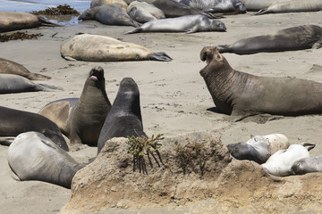 Obraz premium Robben an der Big Sur-Küste, California, USA