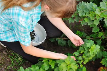 The girl reaps a crop