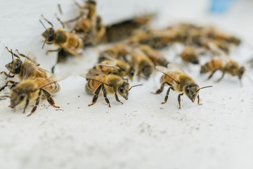 Beekeeping, The bees at front hive entrance, honeycomb in a wooden frame