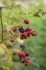 raspberries and blackberries in green summer garden