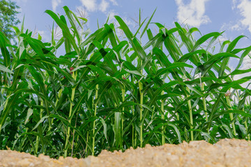 Obraz premium Green corn field in agricultural garden