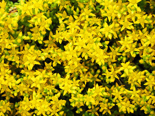 Yellow sedum or goldmoss flowers