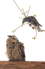 starling and owl and starling
