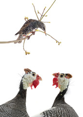 starling and two portrait Guinea fowl