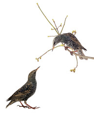 two Starling