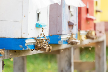 The Beehives farm. Apiary, row of bee hives in a field.